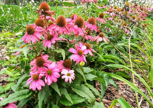 planując ogród wybieraj rośliny, które są przyjazne pszczołom/ Jeżówka purpurowa (Echinacea purpurea)